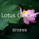 농업회사법인연꽃정원유한회사 이미지