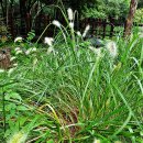 강아지풀 이미지