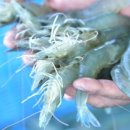 섬 왕새우축제 이미지