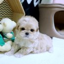 멍멍이천국 이미지