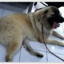 백두 동물병원 이미지