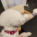 애견# | 석동맛집 샤슬릭 애견동반 후기