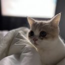 김포씨엘동물의료센터 | 먼치킨 수컷 고양이 잠복고환 중성화 수술 후기(김포 씨엘동물의료센터)