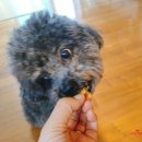 🐩 4살 실버푸들 김에디군과 함께한 펫클럽 수석점 첫 나들이 후기!
