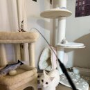 하니캣 | 원목 캣타워 추천 BPF 풀옵션 캣타워 내돈내산 솔직후기