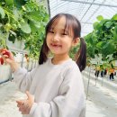 꼬마화가 - 🍓 딸기따기 &amp; 배알도 이미지