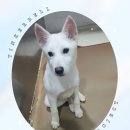 고은이