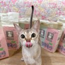 네꼬모리 | 얇은 고양이 모래 네꼬모리, 고양이 모래로 추천해요