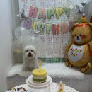 갈매독 애견유치원 이미지