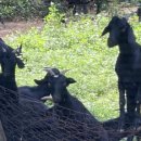 덕현목장 이미지