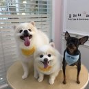 빙구네 애견미용실 네이버블로그