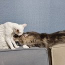 안나그루밍 이미지