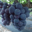 (주)거봉 이미지