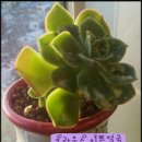 크라우스 이미지