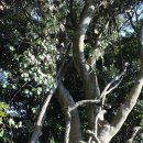 완도 예송리 상록수림 이미지