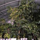 강릉커피박물관 이미지