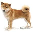 이누아이 이미지