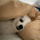 도그마 펫살롱 이미지