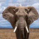 코끼리 이미지