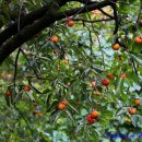 무릉도원 펜션 이미지