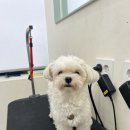 복똥이강아지 이미지