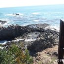 파도대게 이미지