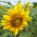 해바라기유원지 이미지