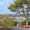 퐁낭 에염 이미지