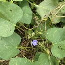 소리나팔꽃 이미지