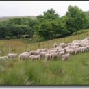 안씨목장 이미지