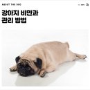 개님살롱 레이크사이드 이미지