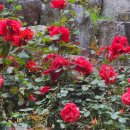 장미로 61 이미지