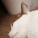 착한 고양이 이미지