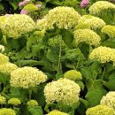 장단콩마을 이미지