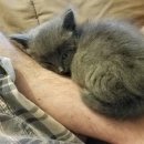 가방위에 고양이 이미지