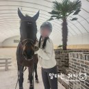 157. 승마 일기 (초롱이) - JP 승마클럽