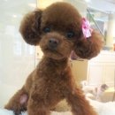 가로수동물병원 이미지