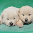 복슬 강아지 이미지