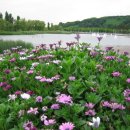 오스테오인 이미지