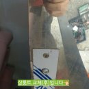 얼룩말손톱