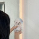 퍼피스토리 이미지