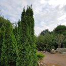 에메랄드그린 이미지