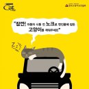노크 이미지