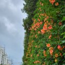 희망대공원길 이미지