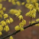 개나리공원2 이미지