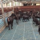 순창금산흑염소농장 이미지