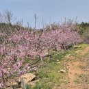 4.19(토)출석부, 복숭아꽃이 만개했어요. 이미지