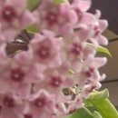 준스헤어 이미지