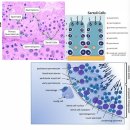 Muscle Attack | 0318 - 생식계조직학(남성/여성)