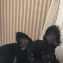 쿨펫 양·한방 동물병원 이미지